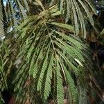 Albizia julibrissinFrunză