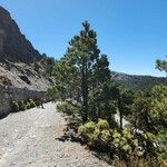 Pinus hartwegii List
