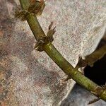 Elodea canadensis Bark