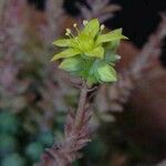Sedum greggii Flor