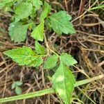 Commiphora schimperi برگ