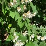 Philadelphus coronariusKvet