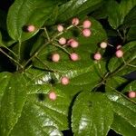 Pleuranthodendron lindenii Other