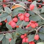 Cotoneaster franchetii Fruto