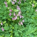 Dicentra formosaКветка