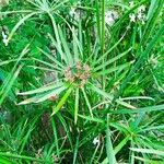 Cyperus alternifolius花