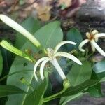 Morierina montana Flower