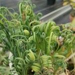 Albuca spiralis Folha