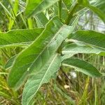 Asclepias viridis Lapas