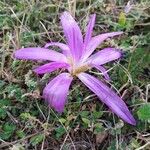 Colchicum montanum Flor