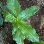 Scadoxus puniceus Hostoa