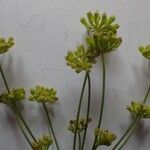 Seseli peucedanoides Fruto