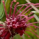 Grevillea speciosa