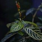 Sanchezia speciosa 花