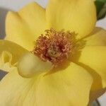 Rosa foetida फूल
