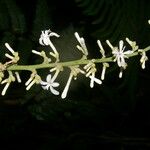 Angostura granulosa Fruto