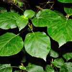Hydrangea petiolaris Ліст