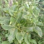 Kalanchoe densiflora Лист