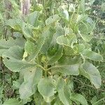 Kalanchoe densiflora Blatt