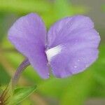 Gambelia speciosa Flower