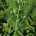 Vicia bithynica موطن