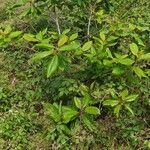 Frangula azorica Likasa