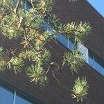 Pinus banksiana Blatt