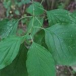 Cornus sanguineaLiść