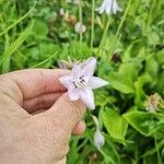 Campanula rapunculusÇiçek