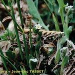 Myosotis pusilla Hábito