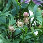 Brachyscome iberidifolia Fruit