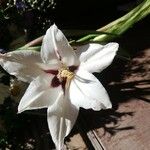 Gladiolus murielae Květ