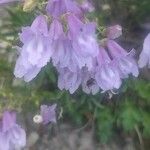 Penstemon fruticosus Fleur