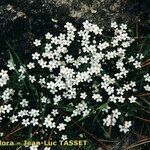 Arenaria balearica Hábito