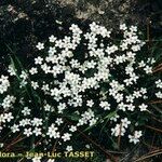 Arenaria balearica आदत