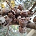 Cupressus arizonica Fruit