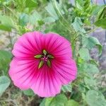 Malva trimestris Blomma