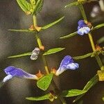 Scutellaria galericulata Hostoa