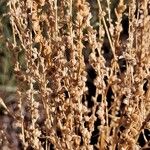 Artemisia frigida Frukto