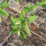 Barleria volkensii Leaf