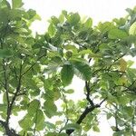 Dillenia philippinensis 樹皮