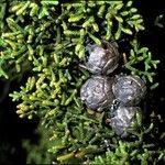 Cupressus goveniana Fruit