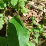 Solidago caesia برگ