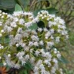 Ageratina aristei ফুল