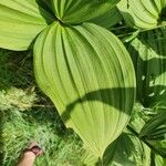 Veratrum album Yaprak