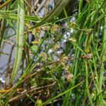 Veronica scutellata 果実