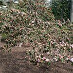 Rhododendron fulvum Hábito