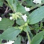 Stachys annua Blad