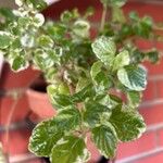Coleus madagascariensis Leaf