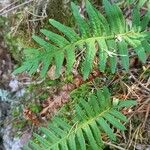 Polypodium vulgare Агульны выгляд